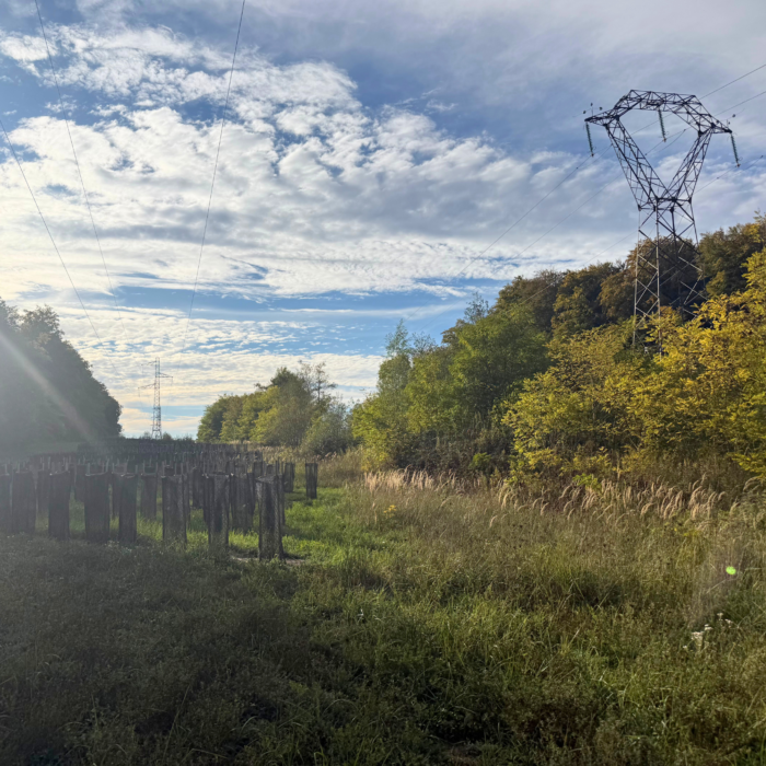 Hirsingue : un écrin de biodiversité naît sous la ligne haute tension