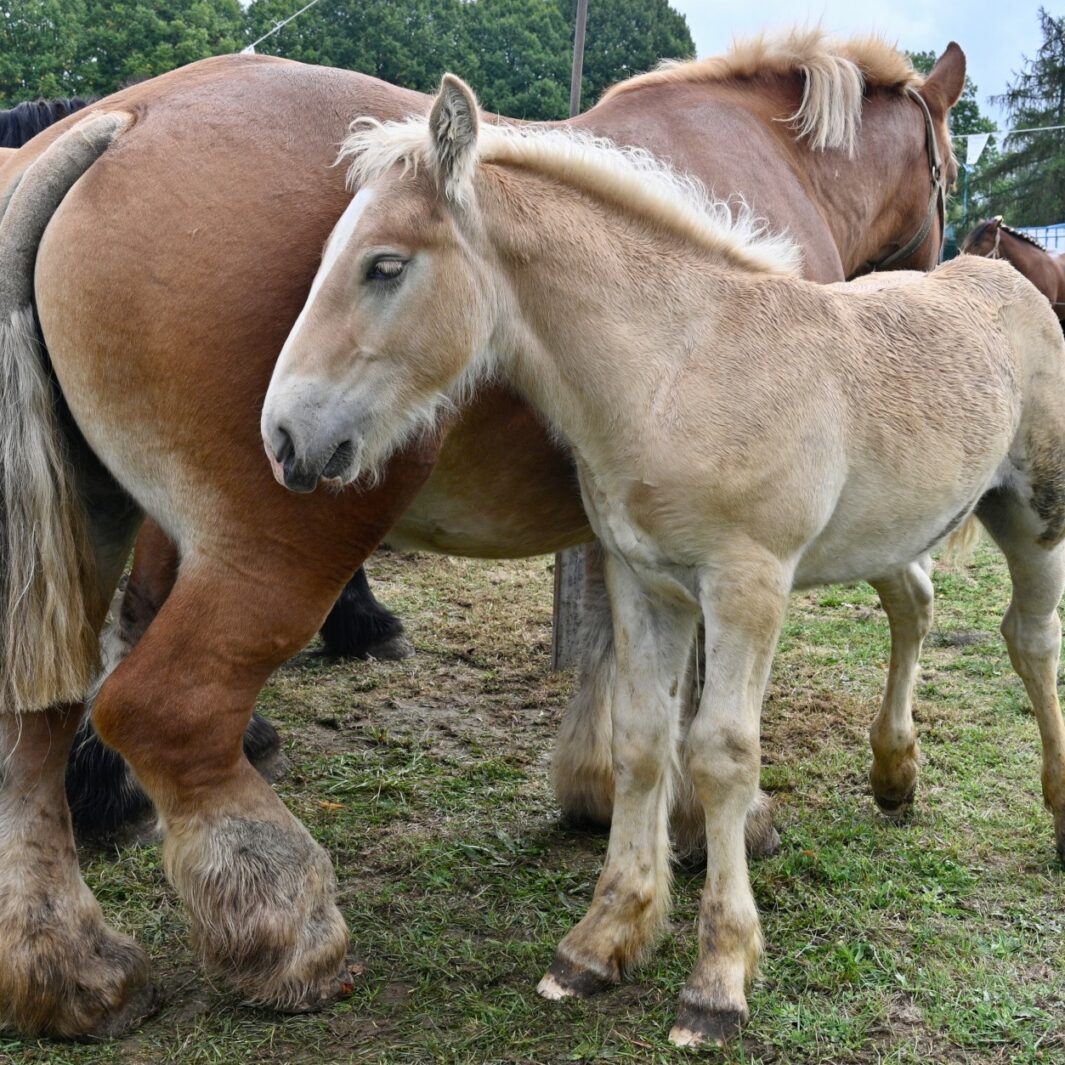 Un soutien à la filière équine ardennaise