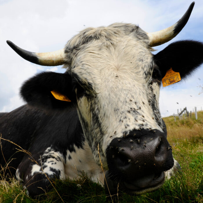 Plus de 348 000 euros pour accompagner l&rsquo;agriculture vosgienne